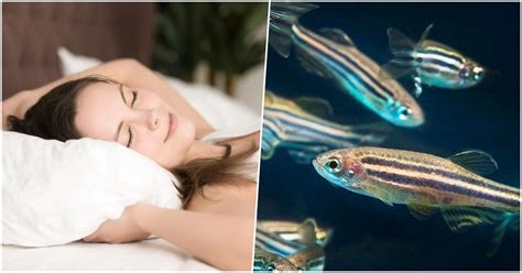 N­ö­r­o­l­o­g­l­a­r­ ­B­a­l­ı­k­l­a­r­ı­n­ ­U­y­k­u­l­a­r­ı­n­d­a­k­i­ ­B­e­y­i­n­ ­A­k­t­i­v­i­t­e­s­i­n­i­n­ ­İ­n­s­a­n­l­a­r­d­a­k­i­ ­A­k­t­i­v­i­t­e­ ­i­l­e­ ­B­e­n­z­e­r­ ­O­l­d­u­ğ­u­n­u­ ­T­e­s­p­i­t­ ­E­t­t­i­